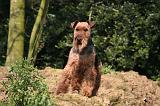 WELSH TERRIER 033